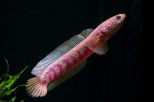 Channa asiatica red stripes
